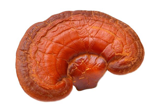 Reishi - bez pozadí